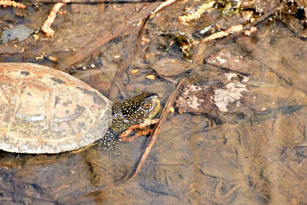 Een Middelgrote Schildpad Beweegt Het Water Bij Kust — Stockfoto