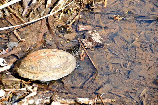 Medium Sized Turtle Crawls Shore Water — Stock Photo, Image