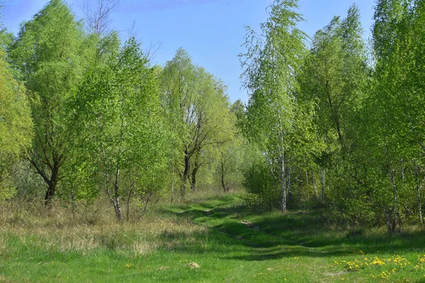 Natuurlandschap Bestaande Uit Een Groep Bomen Met Bloeiende Bladeren Het — Stockfoto