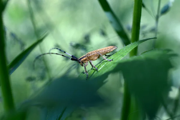 Kereste Böceği Gri Renkli Uzun Kulaklı Yeşil Çimenlerde Oturur — Stok fotoğraf