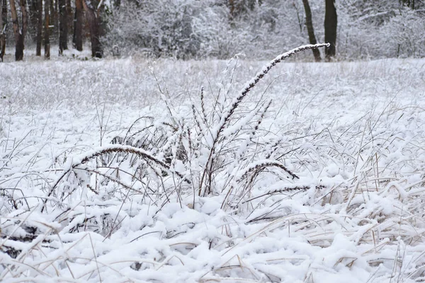 覆盖着雪的田野和干枯的草地 冬季的风景 — 图库照片