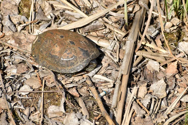 A frightened river turtle caught on the shore pulled its head into its shell.