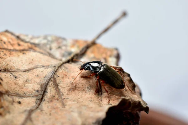 A black beetle called a wood borer sits on a dry leaf.