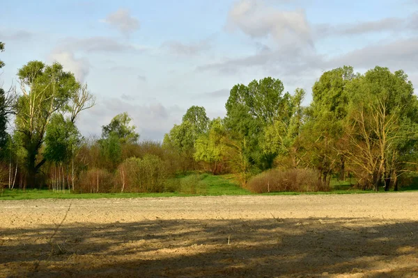 Широкая Поляна Перед Густым Лиственным Лесом — стоковое фото