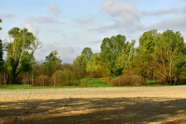 Eine Weite Lichtung Vor Einem Dichten Laubwald — Stockfoto