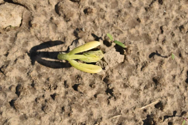 The picture shows the first bean sprouts breaking through the ground in the garden.