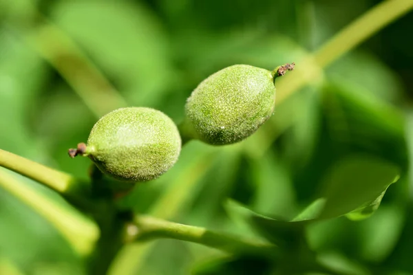 Obrázku Větev Dvěma Zelenými Ořechy — Stock fotografie