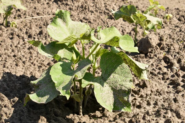 Green Bean Bush Has Sprouted Garden — Stock Photo, Image