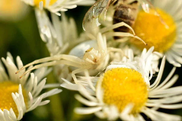 Imagen Una Araña Flores Blancas Sienta Las Flores Manzanilla — Foto de Stock
