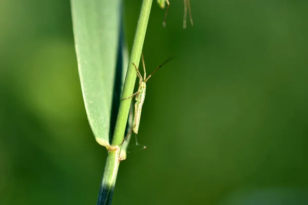 Obrázku Hmyz Sedící Zelené Trávě Dlouhým Tělem Křídly — Stock fotografie