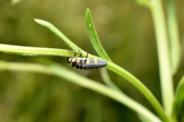 Larva Lacewing Midge Crawls Stalk Grass — Stock Photo, Image