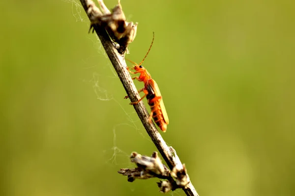 Dendroctone Pompier Dendroctone Mou Rouge Est Assis Sur Vue Latérale — Photo