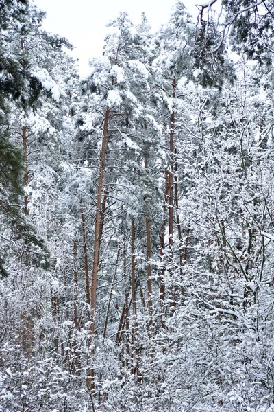 Ліс Взимку Дерева Кущі Чиї Гілки Покриті Густим Снігом — стокове фото