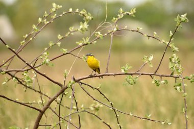 Resim, bir ağaç dalında oturan ve şarkı söyleyen sarı bir kuyruğu gösteriyor..