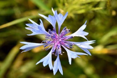Doku modeli. Mavi çiçek, çiçek, haç gibi yakın plan..
