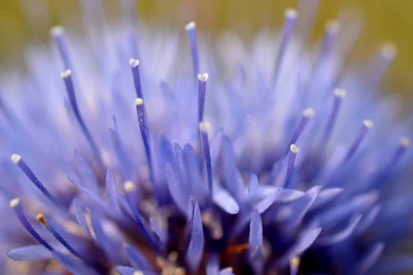 Modello Texture Creato Dagli Stami Petali Fiore Blu Girato Vicino — Foto Stock