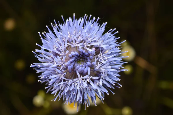 Doku Çizimi Tüylü Bir Topa Benzeyen Mavi Çiçeğe Yakın Plan — Stok fotoğraf