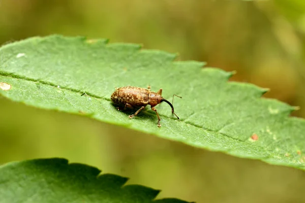 Picture Brown Tiger Weevil Sits Green Leaf — Stock Photo, Image