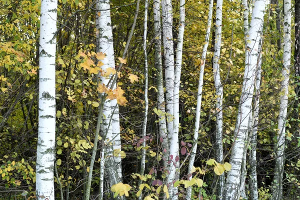 Foto Een Berkenbos Genomen Herfst Zie Boomstammen Gele Bladeren — Stockfoto