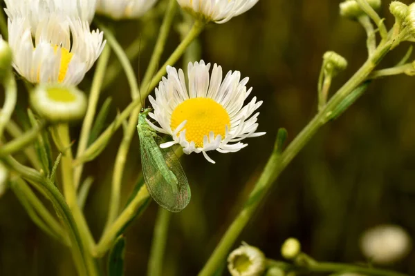 Immagine Mostra Allacciatura Insetto Con Ali Trasparenti Verde — Foto Stock