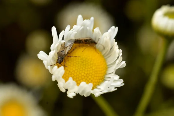 Escudo Cabeza Afilada Sienta Una Flor Manzanilla — Foto de Stock