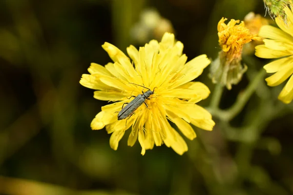 Koyu Renkli Kabarcık Böceği Tepeden Alınmış Sarı Bir Çiçeğin Üzerinde — Stok fotoğraf