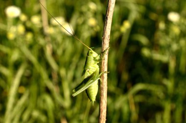 Büyük resimde, yeşil bir çekirge bir ot sapının üzerinde oturur..