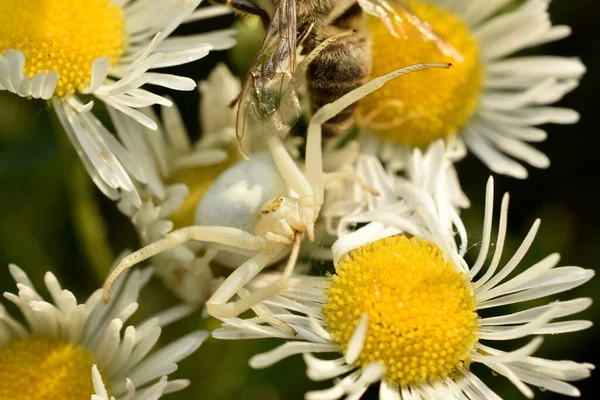 Imagem Uma Aranha Flor Branca Que Assemelha Caranguejo Senta Flores — Fotografia de Stock