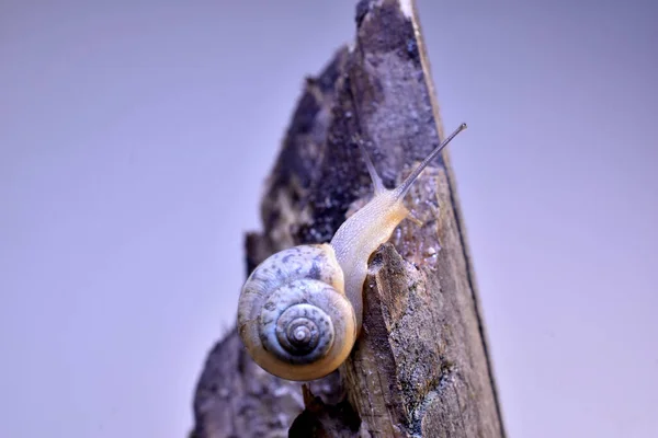 在图片中 一只葡萄蜗牛爬到树桩顶上 — 图库照片