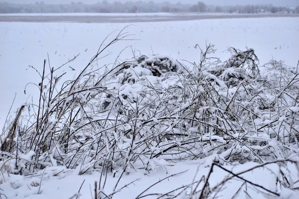 图为冬季的风景 广阔的田野和被雪覆盖的干枯的草地 — 图库照片