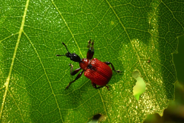 Dos Representantes Dos Besouros Gorgulhos Vermelhos Chamado Bug Tubo — Fotografia de Stock