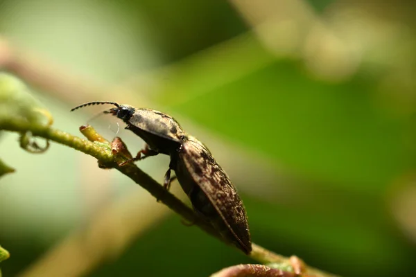 Escarabajo Tierra Disparó Cerca Sentado Vista Lateral Hierba —  Fotos de Stock