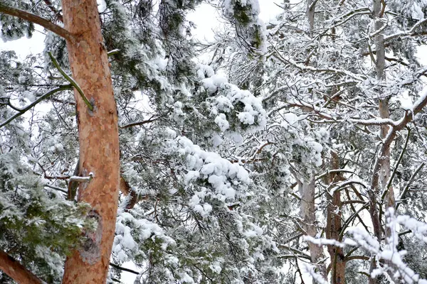 覆盖着厚厚的积雪的松树枝条 冬季的风景 — 图库照片
