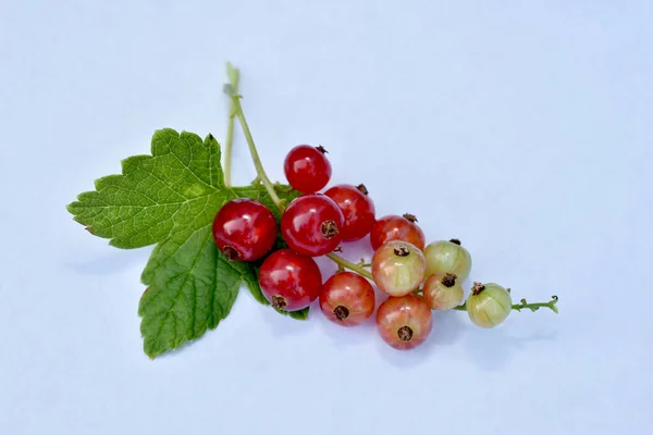 White Background Single Branch Red Currant Ripe Berries — Stock Photo, Image