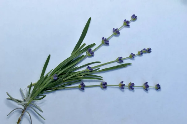 Varias Ramas Verdes Lavanda Con Flores Azules Yacen Sobre Fondo —  Fotos de Stock