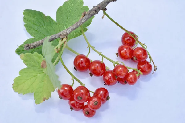Branch Currant Bush Several Branches Ripe Red Berry — Stock Photo, Image
