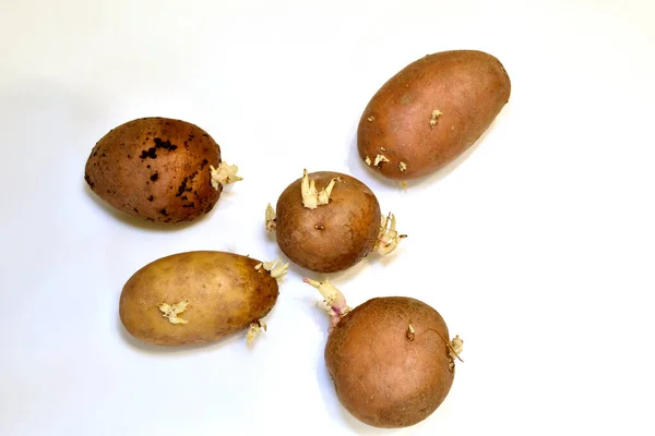 Fundo Branco Plantando Tubérculos Batata Com Brotos Brancos — Fotografia de Stock