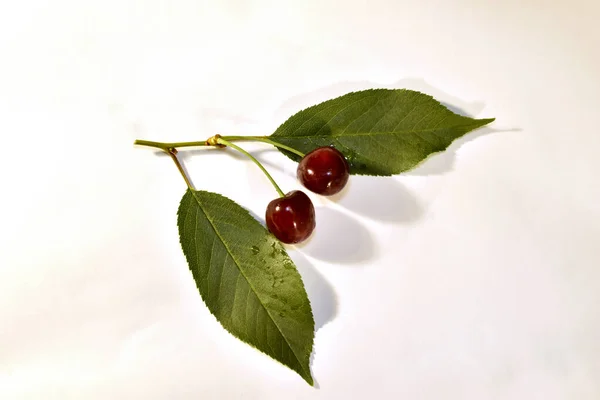 Small Cherry Branch Green Leaves Two Ripe Red Fruits Depicted — Stock Photo, Image