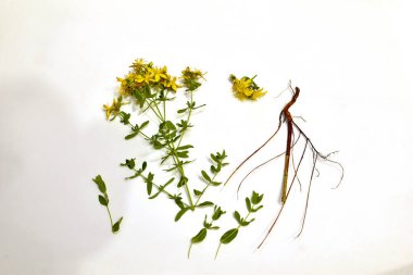 Resim sarı çiçekli otlar, kök sistemi, yaprakları ve ayrı ayrı beş yapraklı çiçekleri gösteriyor..