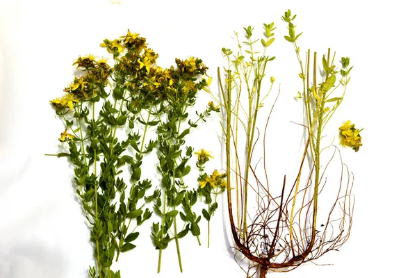 Imagem Mostra Arbusto Erva São João Com Flores Amarelas Seu — Fotografia de Stock