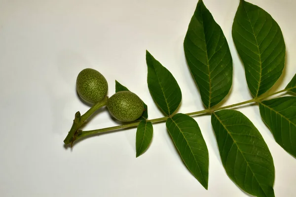 Obrázku Větev Zelenými Listy Dvěma Plody Nezralého Ořechu — Stock fotografie