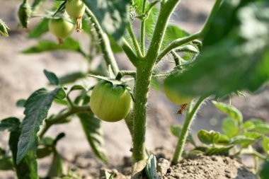 Resim, domatesin sapından çıkan yeşil bir domatesi gösteriyor..