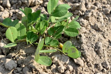 Resim, yerde yetişen bir sebze bahçesinin yer fıstığı çalılığını, yuvarlak yeşil yapraklarını ve sarı çiçeğini gösteriyor..
