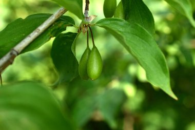 Olgunlaşmamış yeşil kızılcık ağaçlarının bir ağaç dalındaki meyvelerine yakın çekim