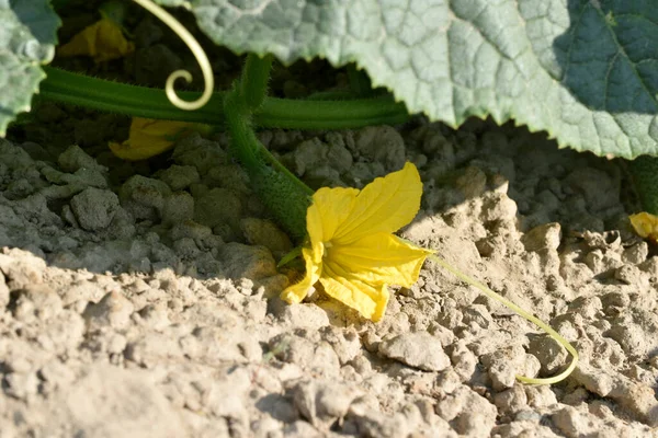 Resim Sarı Çiçekli Bir Sapta Doğan Yeşil Bir Salatalığı Gösteriyor — Stok fotoğraf