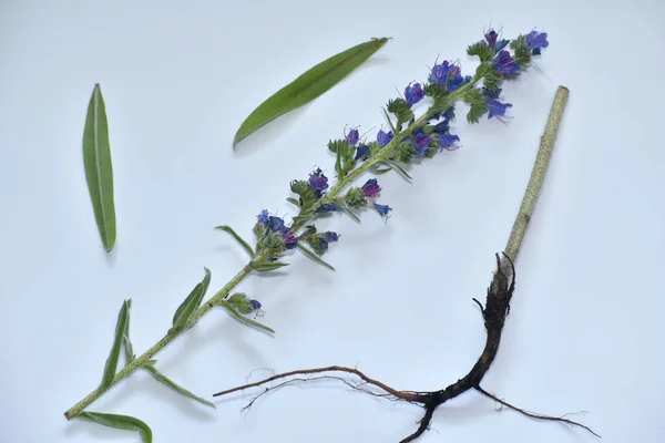 Campo Grama Caule Larkspur Com Flores Roxas Folhas Raiz Branco — Fotografia de Stock