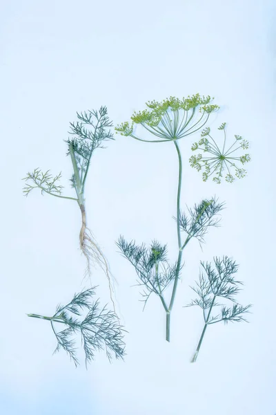 A snapshot for studying a dill plant, the inflorescence, stem, leaves and root system lie separately.