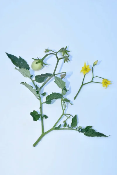 一个研究番茄植物的图片 一个有花序的茎 一个有绿色果实的叶子和一个分枝分开躺着 — 图库照片