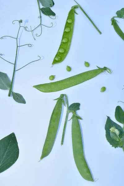 A picture for studying a pea plant, bivalve beans with green seeds, leaves and stems with curly tendrils lie separately.