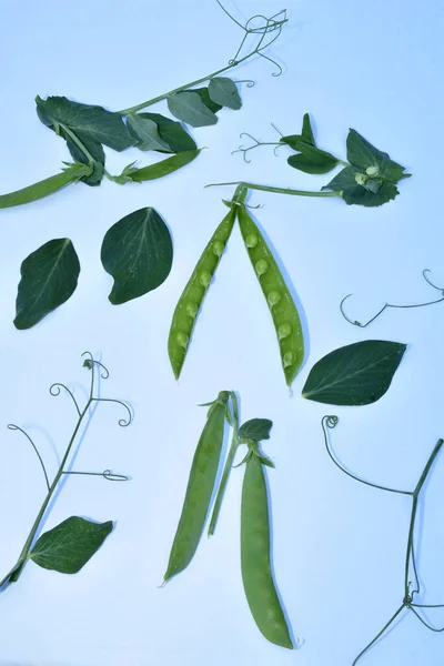 A picture for studying a pea plant, bivalve beans with green pea seeds, leaves and stems with curly tendrils lie separately.
